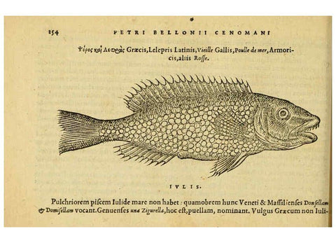 Reproducción/Reproduction 6418712455: Petri Bellonii Cenomani De aquatilibus, libri duo cum [epsilon, iota] conibus ad viuam ipsorum effigiem, quoad eius fieri potuit, expressis ... Parisiis,Apud C. Stephanum,1553