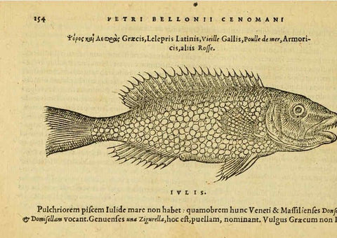 Reproducción/Reproduction 6418712455: Petri Bellonii Cenomani De aquatilibus, libri duo cum [epsilon, iota] conibus ad viuam ipsorum effigiem, quoad eius fieri potuit, expressis ... Parisiis,Apud C. Stephanum,1553