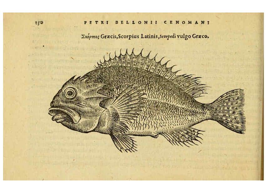 Reproducción/Reproduction 6418711959: Petri Bellonii Cenomani De aquatilibus, libri duo cum [epsilon, iota] conibus ad viuam ipsorum effigiem, quoad eius fieri potuit, expressis ... Parisiis,Apud C. Stephanum,1553