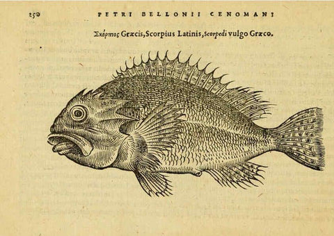 Reproducción/Reproduction 6418711959: Petri Bellonii Cenomani De aquatilibus, libri duo cum [epsilon, iota] conibus ad viuam ipsorum effigiem, quoad eius fieri potuit, expressis ... Parisiis,Apud C. Stephanum,1553
