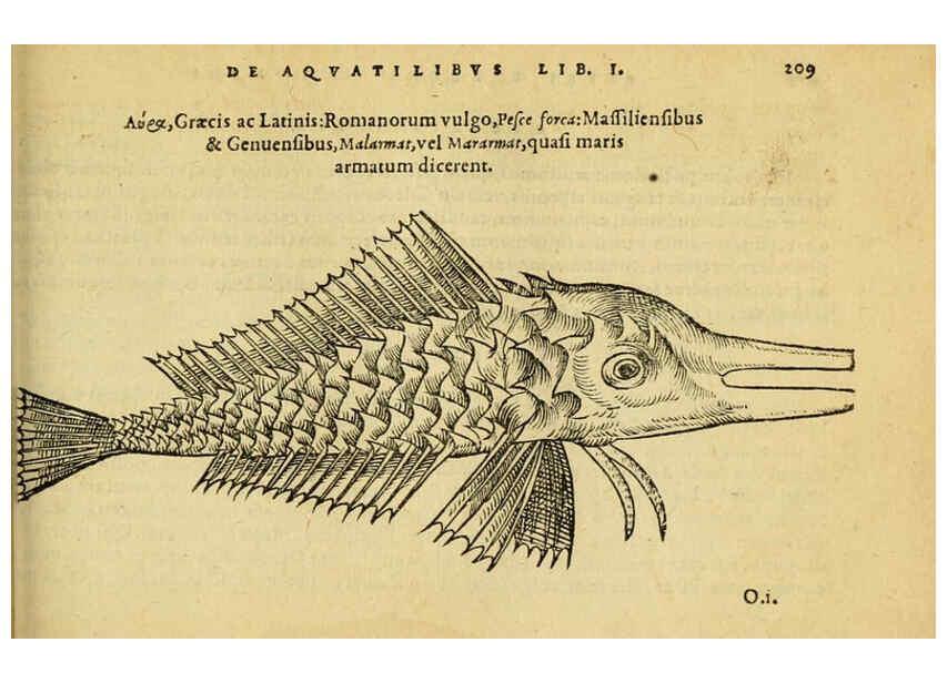 Reproducción/Reproduction 6418704867: Petri Bellonii Cenomani De aquatilibus, libri duo cum [epsilon, iota] conibus ad viuam ipsorum effigiem, quoad eius fieri potuit, expressis ... Parisiis,Apud C. Stephanum,1553