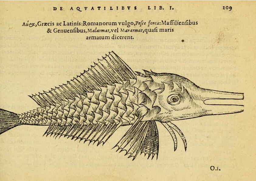 Reproducción/Reproduction 6418704867: Petri Bellonii Cenomani De aquatilibus, libri duo cum [epsilon, iota] conibus ad viuam ipsorum effigiem, quoad eius fieri potuit, expressis ... Parisiis,Apud C. Stephanum,1553