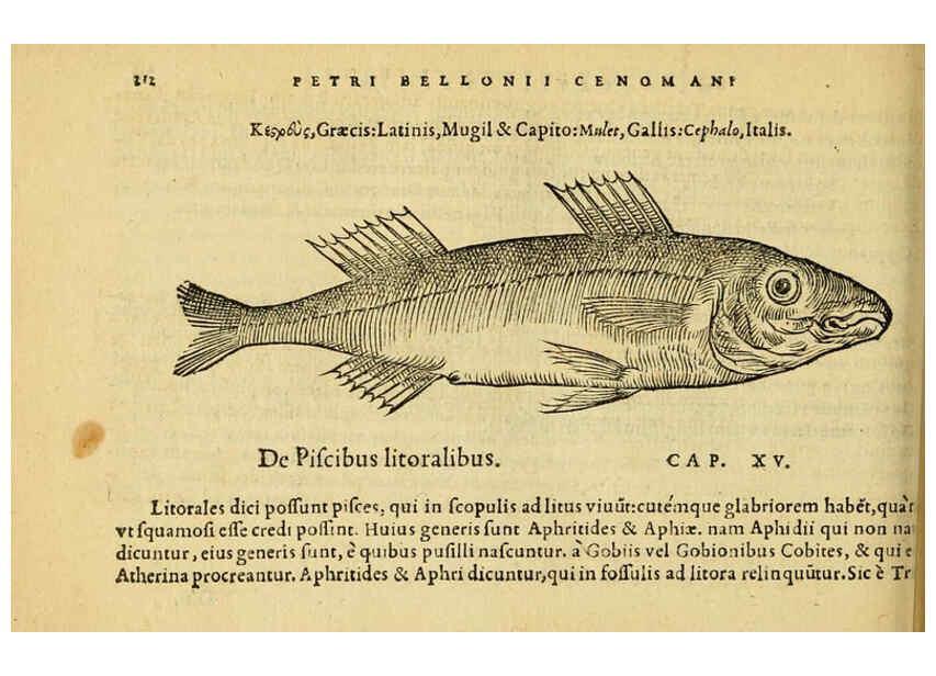 Reproducción/Reproduction 6418705351: Petri Bellonii Cenomani De aquatilibus, libri duo cum [epsilon, iota] conibus ad viuam ipsorum effigiem, quoad eius fieri potuit, expressis ... Parisiis,Apud C. Stephanum,1553