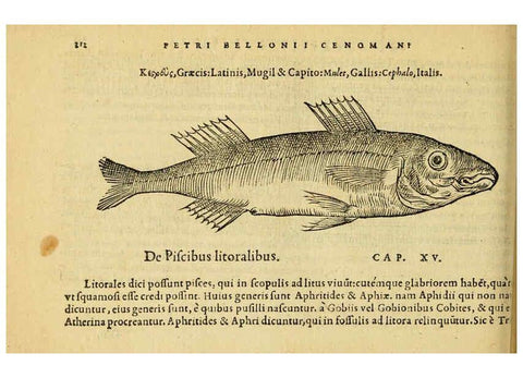 Reproducción/Reproduction 6418705351: Petri Bellonii Cenomani De aquatilibus, libri duo cum [epsilon, iota] conibus ad viuam ipsorum effigiem, quoad eius fieri potuit, expressis ... Parisiis,Apud C. Stephanum,1553