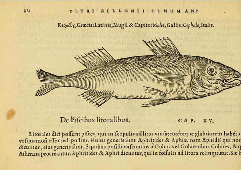 Reproducción/Reproduction 6418705351: Petri Bellonii Cenomani De aquatilibus, libri duo cum [epsilon, iota] conibus ad viuam ipsorum effigiem, quoad eius fieri potuit, expressis ... Parisiis,Apud C. Stephanum,1553