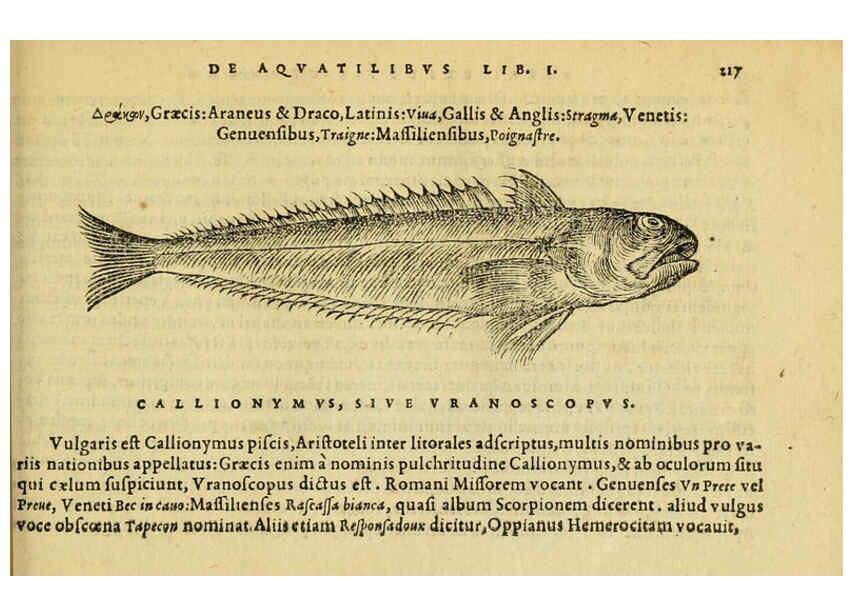 Reproducción/Reproduction 6418705677: Petri Bellonii Cenomani De aquatilibus, libri duo cum [epsilon, iota] conibus ad viuam ipsorum effigiem, quoad eius fieri potuit, expressis ... Parisiis,Apud C. Stephanum,1553