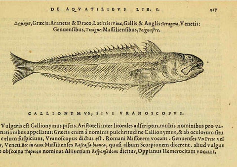 Reproducción/Reproduction 6418705677: Petri Bellonii Cenomani De aquatilibus, libri duo cum [epsilon, iota] conibus ad viuam ipsorum effigiem, quoad eius fieri potuit, expressis ... Parisiis,Apud C. Stephanum,1553