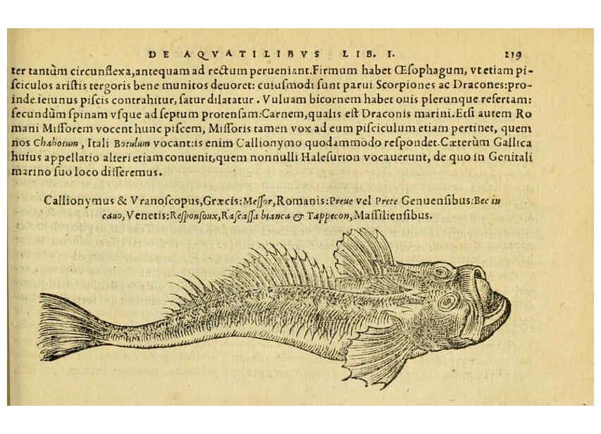 Reproducción/Reproduction 6418706159: Petri Bellonii Cenomani De aquatilibus, libri duo cum [epsilon, iota] conibus ad viuam ipsorum effigiem, quoad eius fieri potuit, expressis ... Parisiis,Apud C. Stephanum,1553