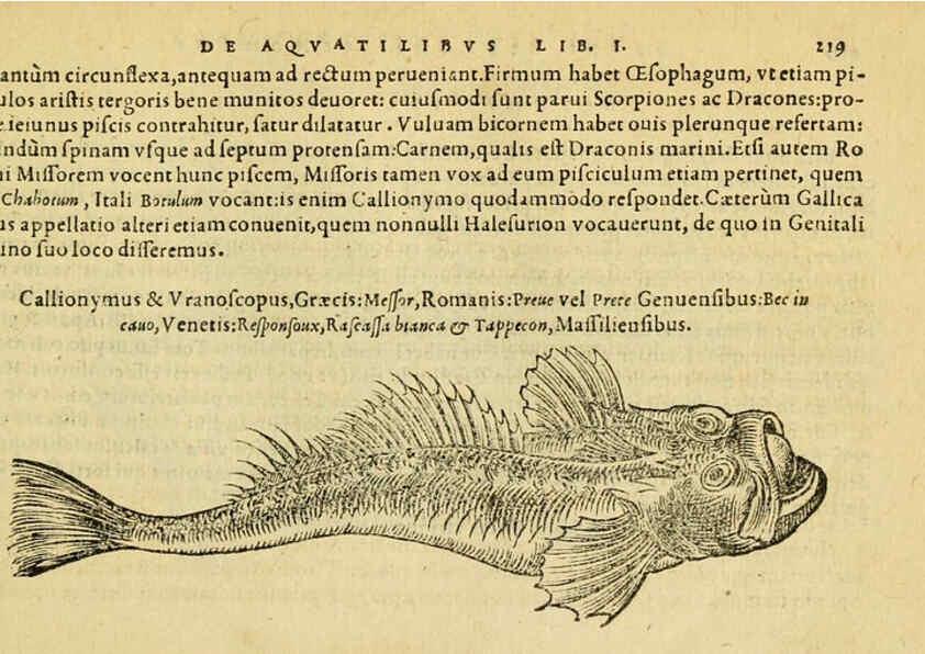 Reproducción/Reproduction 6418706159: Petri Bellonii Cenomani De aquatilibus, libri duo cum [epsilon, iota] conibus ad viuam ipsorum effigiem, quoad eius fieri potuit, expressis ... Parisiis,Apud C. Stephanum,1553