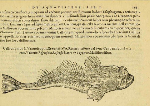 Reproducción/Reproduction 6418706159: Petri Bellonii Cenomani De aquatilibus, libri duo cum [epsilon, iota] conibus ad viuam ipsorum effigiem, quoad eius fieri potuit, expressis ... Parisiis,Apud C. Stephanum,1553