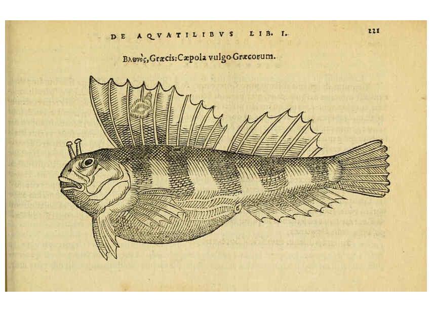 Reproducción/Reproduction 6418706481: Petri Bellonii Cenomani De aquatilibus, libri duo cum [epsilon, iota] conibus ad viuam ipsorum effigiem, quoad eius fieri potuit, expressis ... Parisiis,Apud C. Stephanum,1553