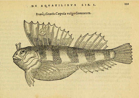 Reproducción/Reproduction 6418706481: Petri Bellonii Cenomani De aquatilibus, libri duo cum [epsilon, iota] conibus ad viuam ipsorum effigiem, quoad eius fieri potuit, expressis ... Parisiis,Apud C. Stephanum,1553