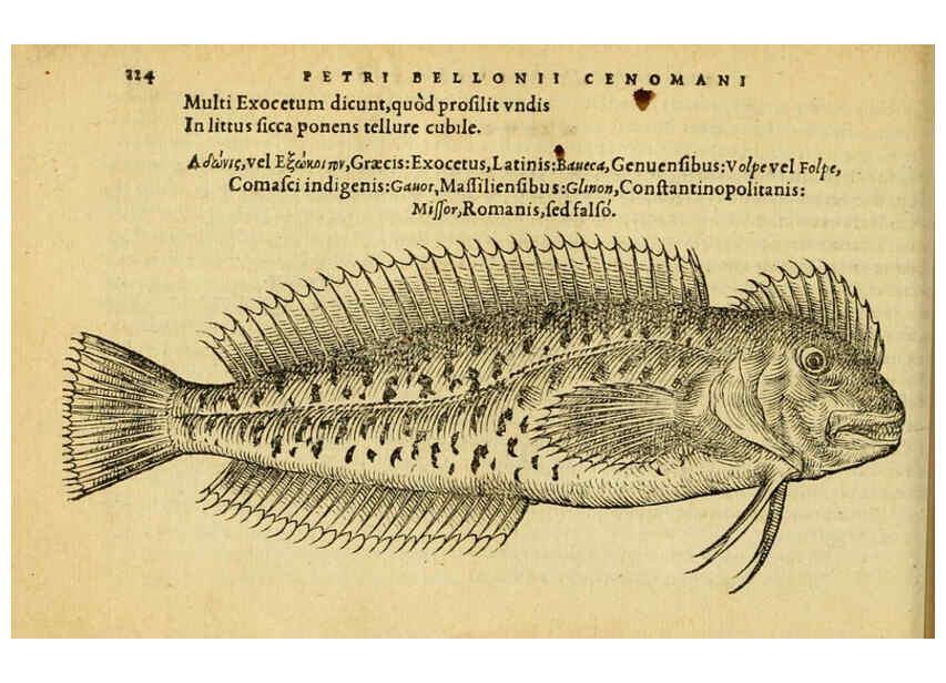 Reproducción/Reproduction 6418707003: Petri Bellonii Cenomani De aquatilibus, libri duo cum [epsilon, iota] conibus ad viuam ipsorum effigiem, quoad eius fieri potuit, expressis ... Parisiis,Apud C. Stephanum,1553