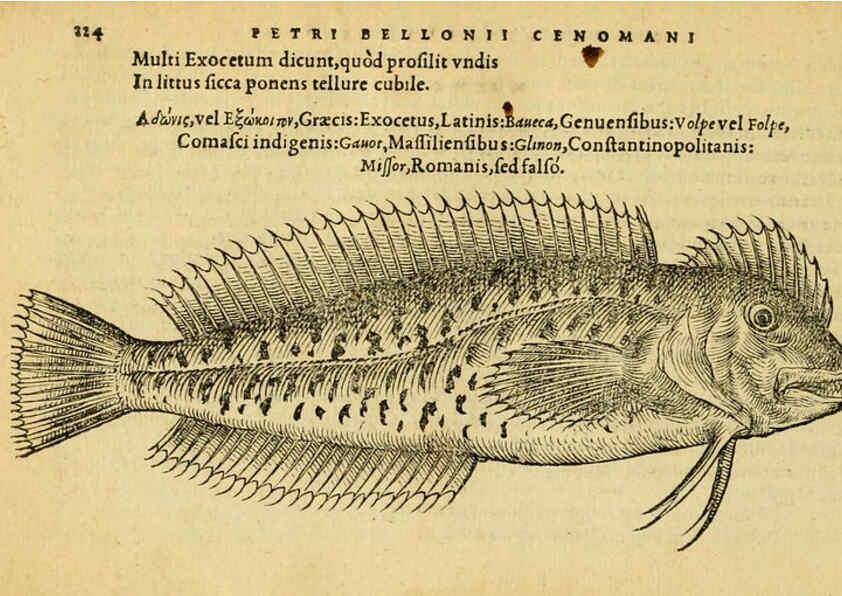 Reproducción/Reproduction 6418707003: Petri Bellonii Cenomani De aquatilibus, libri duo cum [epsilon, iota] conibus ad viuam ipsorum effigiem, quoad eius fieri potuit, expressis ... Parisiis,Apud C. Stephanum,1553