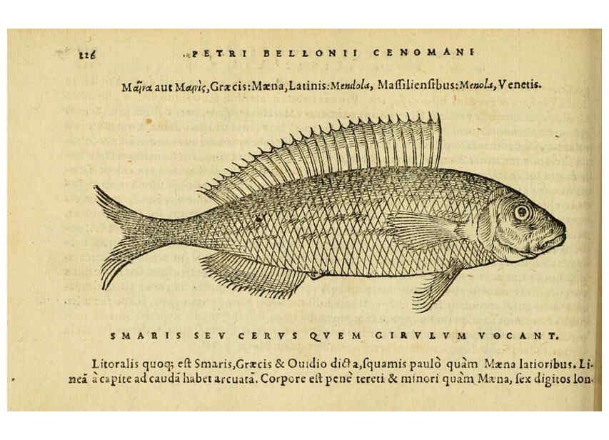 Reproducción/Reproduction 6418707477: Petri Bellonii Cenomani De aquatilibus, libri duo cum [epsilon, iota] conibus ad viuam ipsorum effigiem, quoad eius fieri potuit, expressis ... Parisiis,Apud C. Stephanum,1553