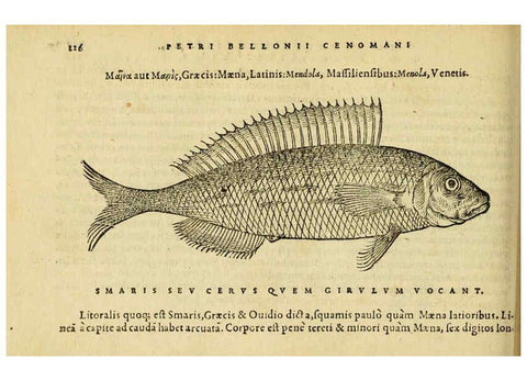 Reproducción/Reproduction 6418707477: Petri Bellonii Cenomani De aquatilibus, libri duo cum [epsilon, iota] conibus ad viuam ipsorum effigiem, quoad eius fieri potuit, expressis ... Parisiis,Apud C. Stephanum,1553