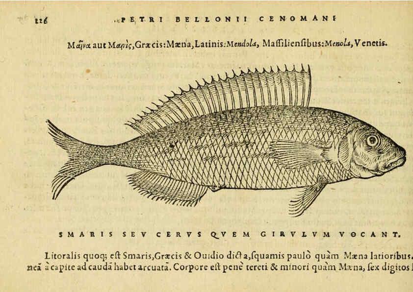 Reproducción/Reproduction 6418707477: Petri Bellonii Cenomani De aquatilibus, libri duo cum [epsilon, iota] conibus ad viuam ipsorum effigiem, quoad eius fieri potuit, expressis ... Parisiis,Apud C. Stephanum,1553