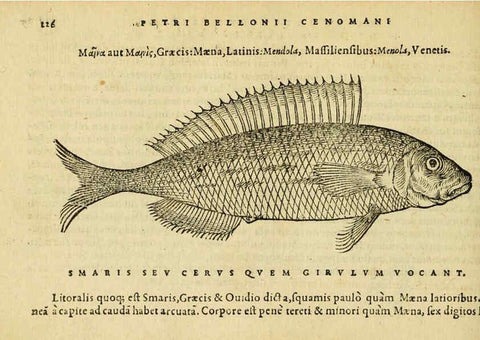 Reproducción/Reproduction 6418707477: Petri Bellonii Cenomani De aquatilibus, libri duo cum [epsilon, iota] conibus ad viuam ipsorum effigiem, quoad eius fieri potuit, expressis ... Parisiis,Apud C. Stephanum,1553