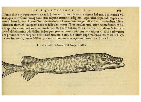 Reproducción/Reproduction 6418720407: Petri Bellonii Cenomani De aquatilibus, libri duo cum [epsilon, iota] conibus ad viuam ipsorum effigiem, quoad eius fieri potuit, expressis ... Parisiis,Apud C. Stephanum,1553