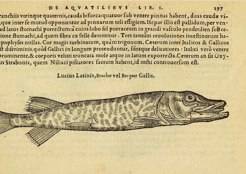 Reproducción/Reproduction 6418720407: Petri Bellonii Cenomani De aquatilibus, libri duo cum [epsilon, iota] conibus ad viuam ipsorum effigiem, quoad eius fieri potuit, expressis ... Parisiis,Apud C. Stephanum,1553