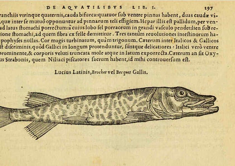 Reproducción/Reproduction 6418720407: Petri Bellonii Cenomani De aquatilibus, libri duo cum [epsilon, iota] conibus ad viuam ipsorum effigiem, quoad eius fieri potuit, expressis ... Parisiis,Apud C. Stephanum,1553