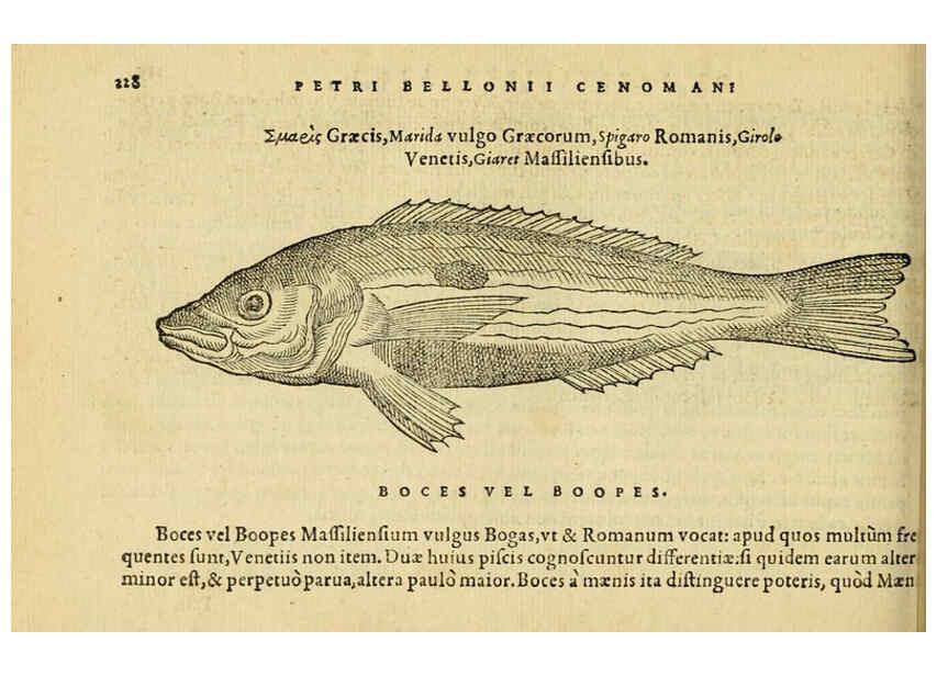 Reproducción/Reproduction 6418707949: Petri Bellonii Cenomani De aquatilibus, libri duo cum [epsilon, iota] conibus ad viuam ipsorum effigiem, quoad eius fieri potuit, expressis ... Parisiis,Apud C. Stephanum,1553