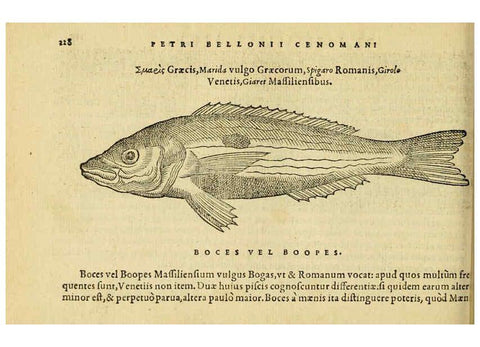 Reproducción/Reproduction 6418707949: Petri Bellonii Cenomani De aquatilibus, libri duo cum [epsilon, iota] conibus ad viuam ipsorum effigiem, quoad eius fieri potuit, expressis ... Parisiis,Apud C. Stephanum,1553