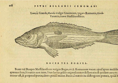 Reproducción/Reproduction 6418707949: Petri Bellonii Cenomani De aquatilibus, libri duo cum [epsilon, iota] conibus ad viuam ipsorum effigiem, quoad eius fieri potuit, expressis ... Parisiis,Apud C. Stephanum,1553