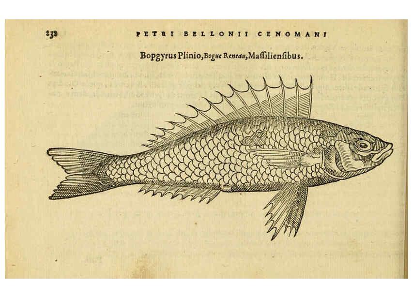 Reproducción/Reproduction 6418708715: Petri Bellonii Cenomani De aquatilibus, libri duo cum [epsilon, iota] conibus ad viuam ipsorum effigiem, quoad eius fieri potuit, expressis ... Parisiis,Apud C. Stephanum,1553