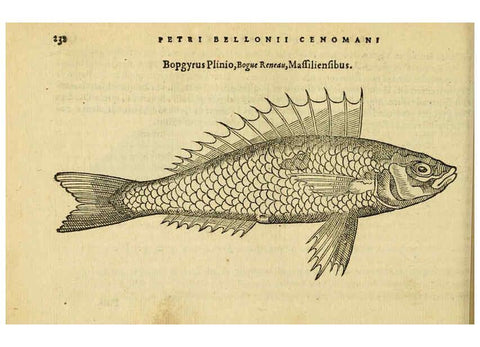 Reproducción/Reproduction 6418708715: Petri Bellonii Cenomani De aquatilibus, libri duo cum [epsilon, iota] conibus ad viuam ipsorum effigiem, quoad eius fieri potuit, expressis ... Parisiis,Apud C. Stephanum,1553