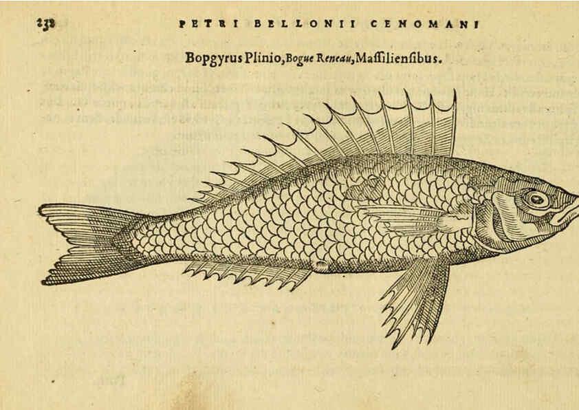 Reproducción/Reproduction 6418708715: Petri Bellonii Cenomani De aquatilibus, libri duo cum [epsilon, iota] conibus ad viuam ipsorum effigiem, quoad eius fieri potuit, expressis ... Parisiis,Apud C. Stephanum,1553