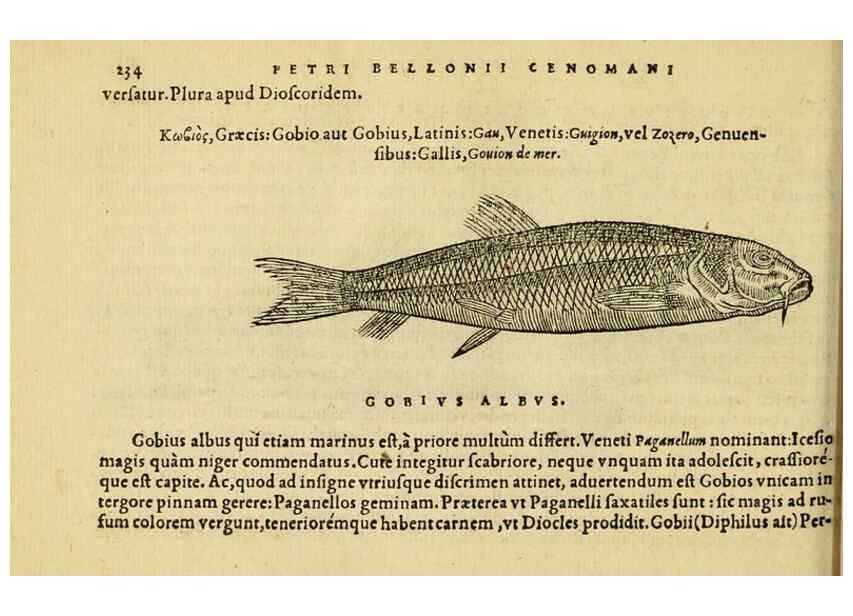 Reproducción/Reproduction 6418709031: Petri Bellonii Cenomani De aquatilibus, libri duo cum [epsilon, iota] conibus ad viuam ipsorum effigiem, quoad eius fieri potuit, expressis ... Parisiis,Apud C. Stephanum,1553
