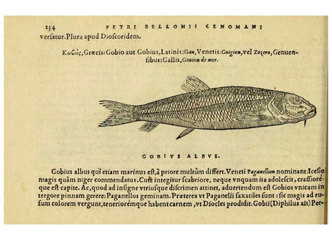 Reproducción/Reproduction 6418709031: Petri Bellonii Cenomani De aquatilibus, libri duo cum [epsilon, iota] conibus ad viuam ipsorum effigiem, quoad eius fieri potuit, expressis ... Parisiis,Apud C. Stephanum,1553