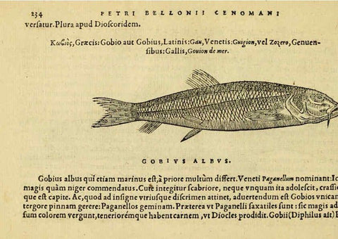 Reproducción/Reproduction 6418709031: Petri Bellonii Cenomani De aquatilibus, libri duo cum [epsilon, iota] conibus ad viuam ipsorum effigiem, quoad eius fieri potuit, expressis ... Parisiis,Apud C. Stephanum,1553