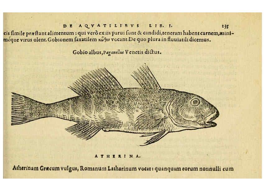 Reproducción/Reproduction 6418709369: Petri Bellonii Cenomani De aquatilibus, libri duo cum [epsilon, iota] conibus ad viuam ipsorum effigiem, quoad eius fieri potuit, expressis ... Parisiis,Apud C. Stephanum,1553