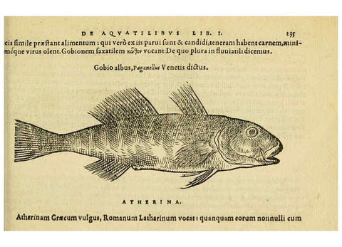 Reproducción/Reproduction 6418709369: Petri Bellonii Cenomani De aquatilibus, libri duo cum [epsilon, iota] conibus ad viuam ipsorum effigiem, quoad eius fieri potuit, expressis ... Parisiis,Apud C. Stephanum,1553