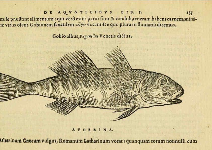 Reproducción/Reproduction 6418709369: Petri Bellonii Cenomani De aquatilibus, libri duo cum [epsilon, iota] conibus ad viuam ipsorum effigiem, quoad eius fieri potuit, expressis ... Parisiis,Apud C. Stephanum,1553