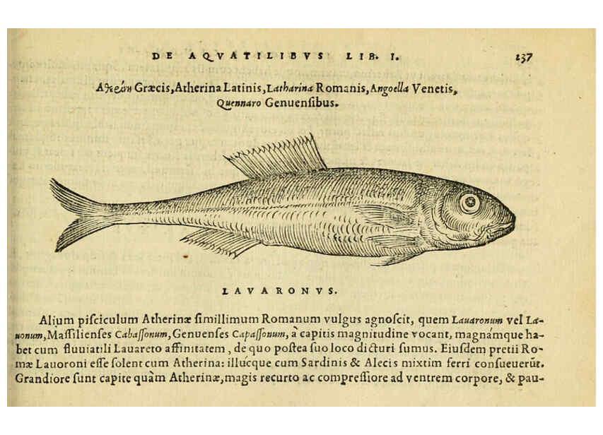 Reproducción/Reproduction 6418709897: Petri Bellonii Cenomani De aquatilibus, libri duo cum [epsilon, iota] conibus ad viuam ipsorum effigiem, quoad eius fieri potuit, expressis ... Parisiis,Apud C. Stephanum,1553