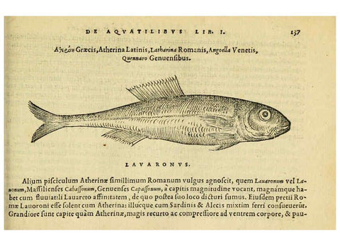 Reproducción/Reproduction 6418709897: Petri Bellonii Cenomani De aquatilibus, libri duo cum [epsilon, iota] conibus ad viuam ipsorum effigiem, quoad eius fieri potuit, expressis ... Parisiis,Apud C. Stephanum,1553