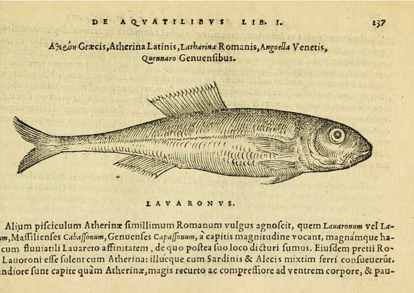 Reproducción/Reproduction 6418709897: Petri Bellonii Cenomani De aquatilibus, libri duo cum [epsilon, iota] conibus ad viuam ipsorum effigiem, quoad eius fieri potuit, expressis ... Parisiis,Apud C. Stephanum,1553