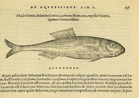 Reproducción/Reproduction 6418709897: Petri Bellonii Cenomani De aquatilibus, libri duo cum [epsilon, iota] conibus ad viuam ipsorum effigiem, quoad eius fieri potuit, expressis ... Parisiis,Apud C. Stephanum,1553