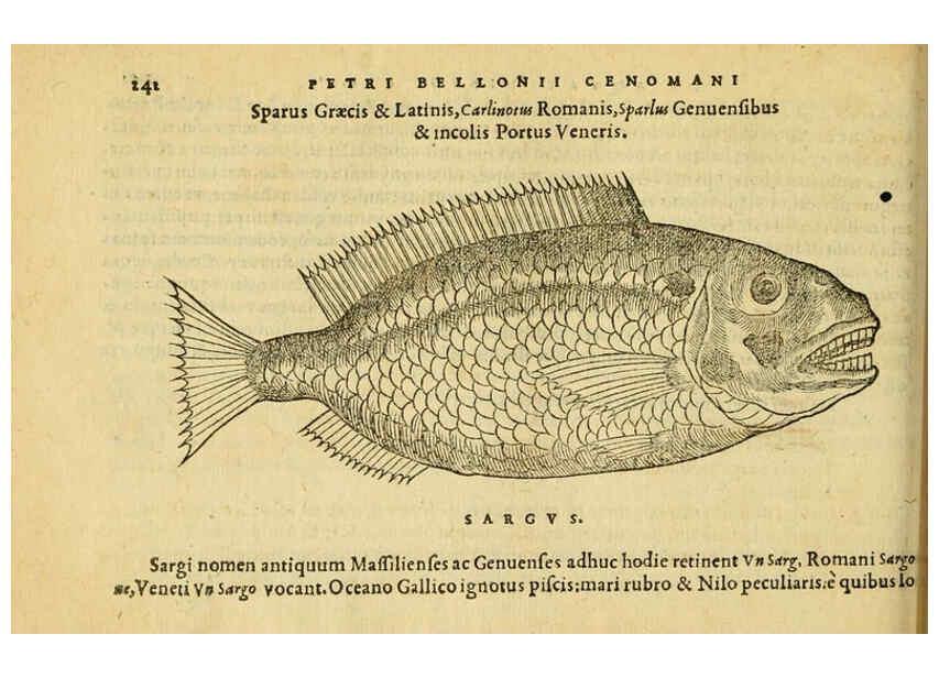 Reproducción/Reproduction 6418710425: Petri Bellonii Cenomani De aquatilibus, libri duo cum [epsilon, iota] conibus ad viuam ipsorum effigiem, quoad eius fieri potuit, expressis ... Parisiis,Apud C. Stephanum,1553