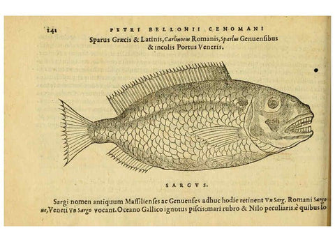 Reproducción/Reproduction 6418710425: Petri Bellonii Cenomani De aquatilibus, libri duo cum [epsilon, iota] conibus ad viuam ipsorum effigiem, quoad eius fieri potuit, expressis ... Parisiis,Apud C. Stephanum,1553