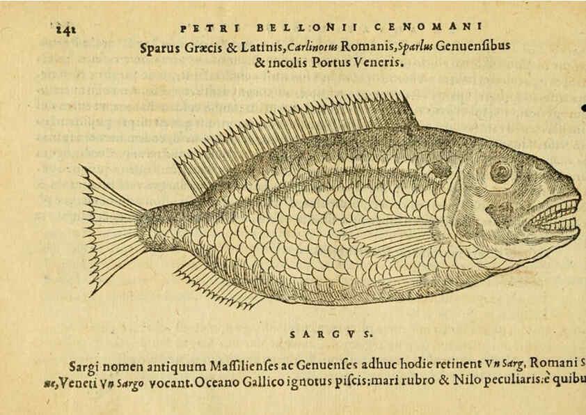 Reproducción/Reproduction 6418710425: Petri Bellonii Cenomani De aquatilibus, libri duo cum [epsilon, iota] conibus ad viuam ipsorum effigiem, quoad eius fieri potuit, expressis ... Parisiis,Apud C. Stephanum,1553