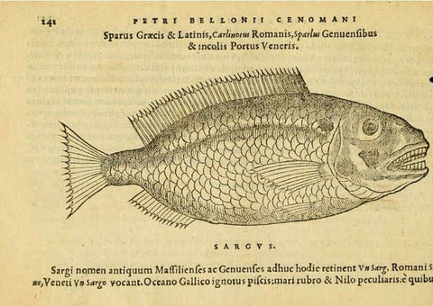 Reproducción/Reproduction 6418710425: Petri Bellonii Cenomani De aquatilibus, libri duo cum [epsilon, iota] conibus ad viuam ipsorum effigiem, quoad eius fieri potuit, expressis ... Parisiis,Apud C. Stephanum,1553