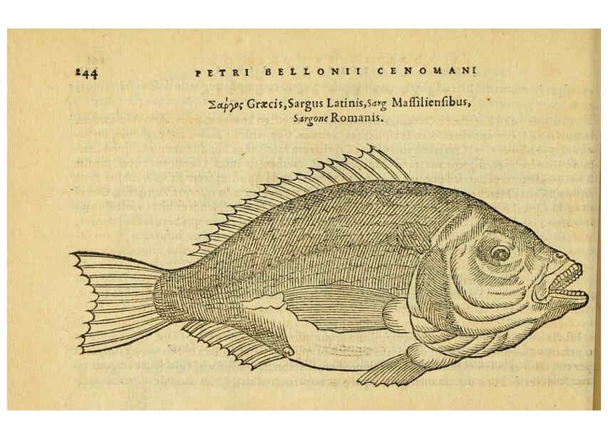 Reproducción/Reproduction 6418710755: Petri Bellonii Cenomani De aquatilibus, libri duo cum [epsilon, iota] conibus ad viuam ipsorum effigiem, quoad eius fieri potuit, expressis ... Parisiis,Apud C. Stephanum,1553