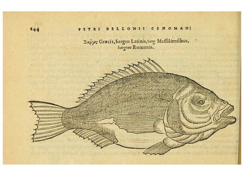 Reproducción/Reproduction 6418710755: Petri Bellonii Cenomani De aquatilibus, libri duo cum [epsilon, iota] conibus ad viuam ipsorum effigiem, quoad eius fieri potuit, expressis ... Parisiis,Apud C. Stephanum,1553