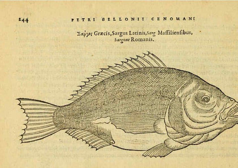 Reproducción/Reproduction 6418710755: Petri Bellonii Cenomani De aquatilibus, libri duo cum [epsilon, iota] conibus ad viuam ipsorum effigiem, quoad eius fieri potuit, expressis ... Parisiis,Apud C. Stephanum,1553