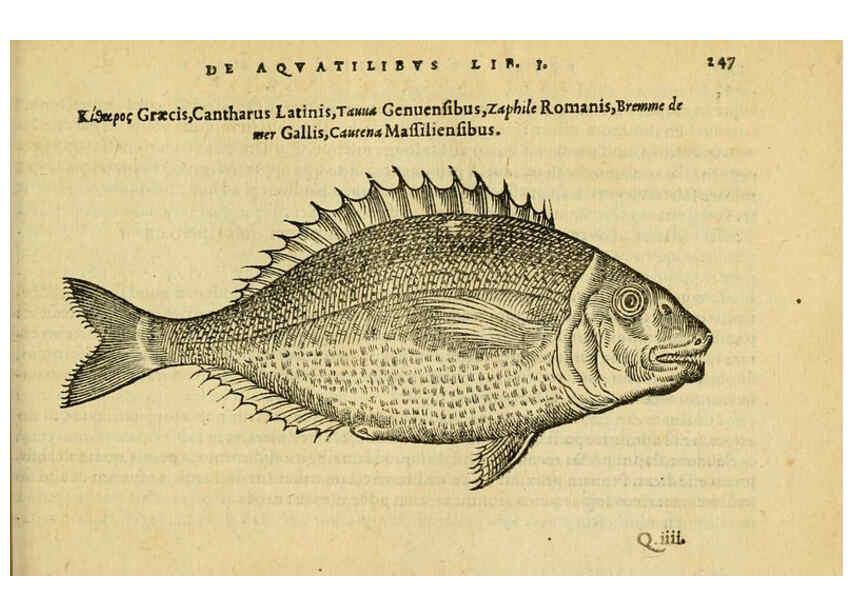 Reproducción/Reproduction 6418711583: Petri Bellonii Cenomani De aquatilibus, libri duo cum [epsilon, iota] conibus ad viuam ipsorum effigiem, quoad eius fieri potuit, expressis ... Parisiis,Apud C. Stephanum,1553