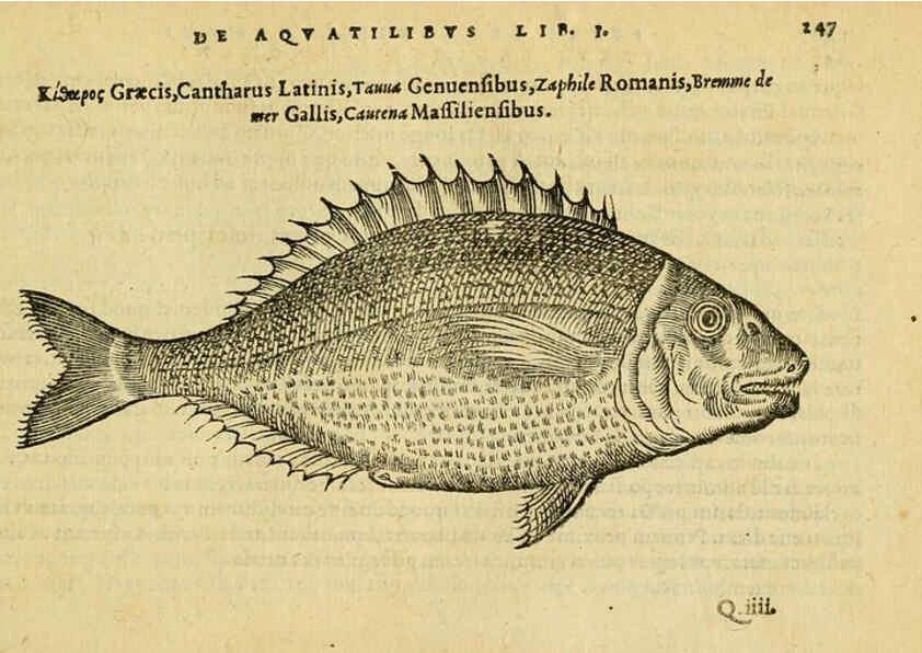Reproducción/Reproduction 6418711583: Petri Bellonii Cenomani De aquatilibus, libri duo cum [epsilon, iota] conibus ad viuam ipsorum effigiem, quoad eius fieri potuit, expressis ... Parisiis,Apud C. Stephanum,1553